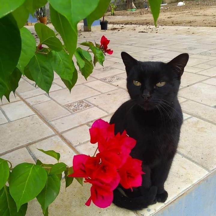 Hostel Santuario De Protecao Animal Filhos De Salomao Браганса-Паулиста Экстерьер фото