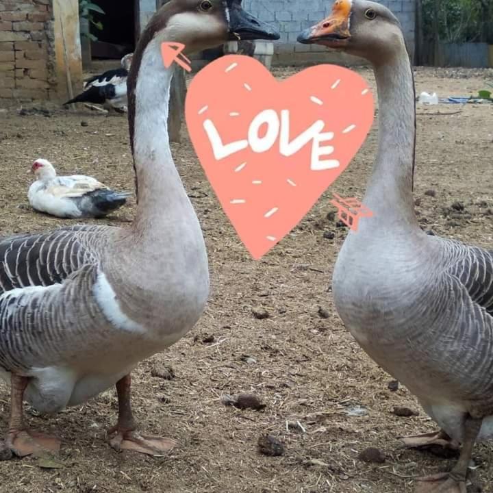 Hostel Santuario De Protecao Animal Filhos De Salomao Браганса-Паулиста Экстерьер фото